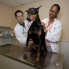 veterinarians-739252_1280